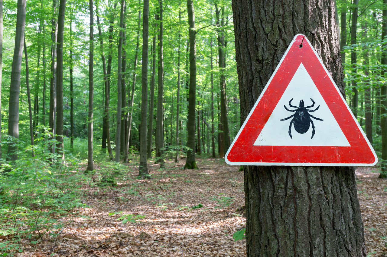 tick insect warning sign in forest